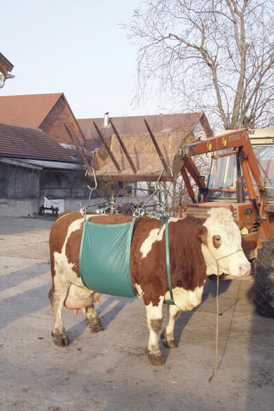 Blueperry agriculture (UK)